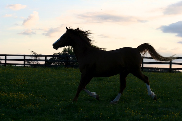 horse running at sunset